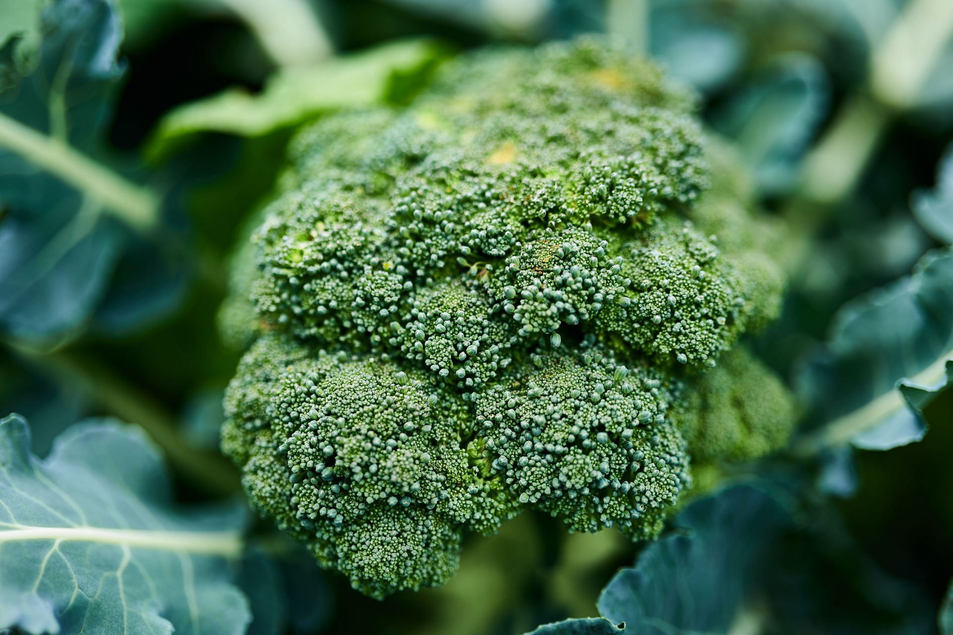 Functional foods (Image via Unsplash/Hans Ripa)